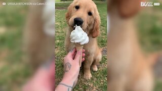 Cachorro se vinga de sorvete roubado!