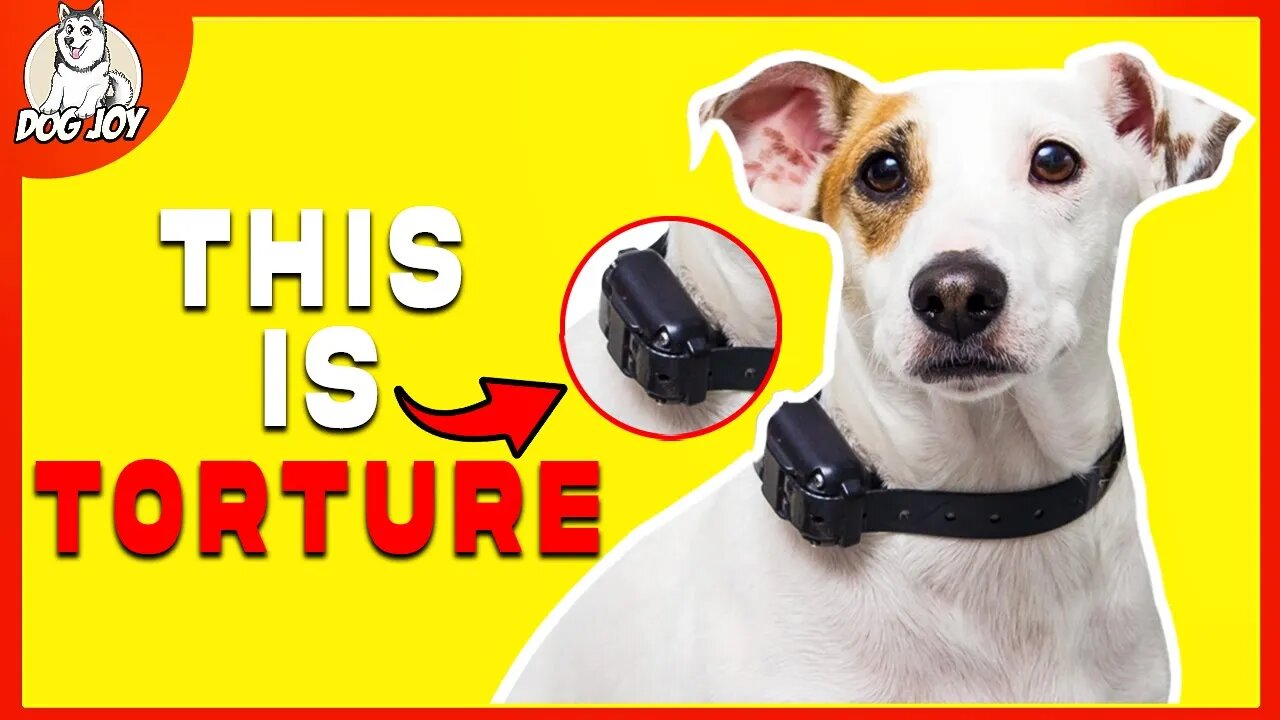 10 Ways Youre Hurting Your Dog Without Realizing It!