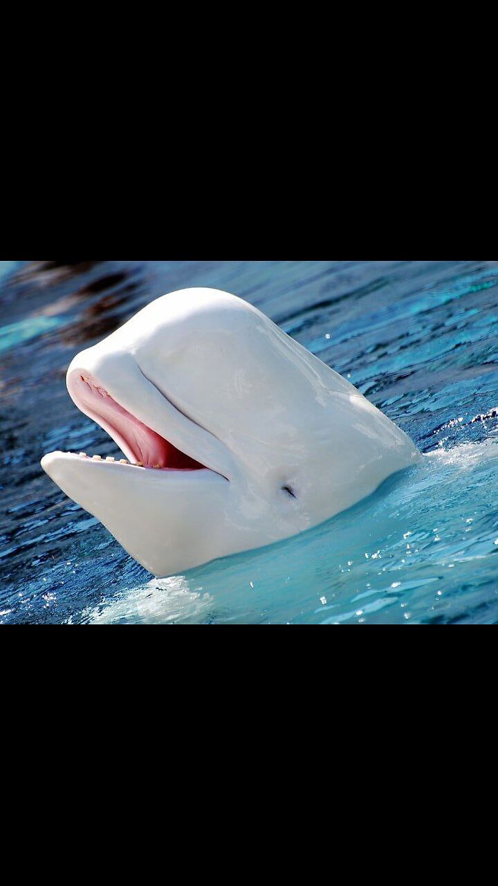 R.I.P Hvaldimir - ‘Putin’s spy whale’ found dead in Norway