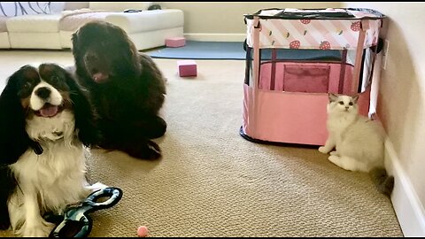 Goofy Newfy and cute Cavalier invade Ragdoll Kitten’s things