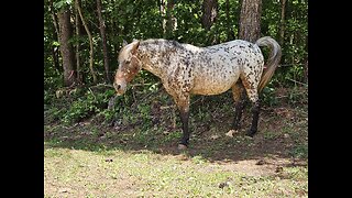 🌺How Great Thou Art🌺🙏🐎😇