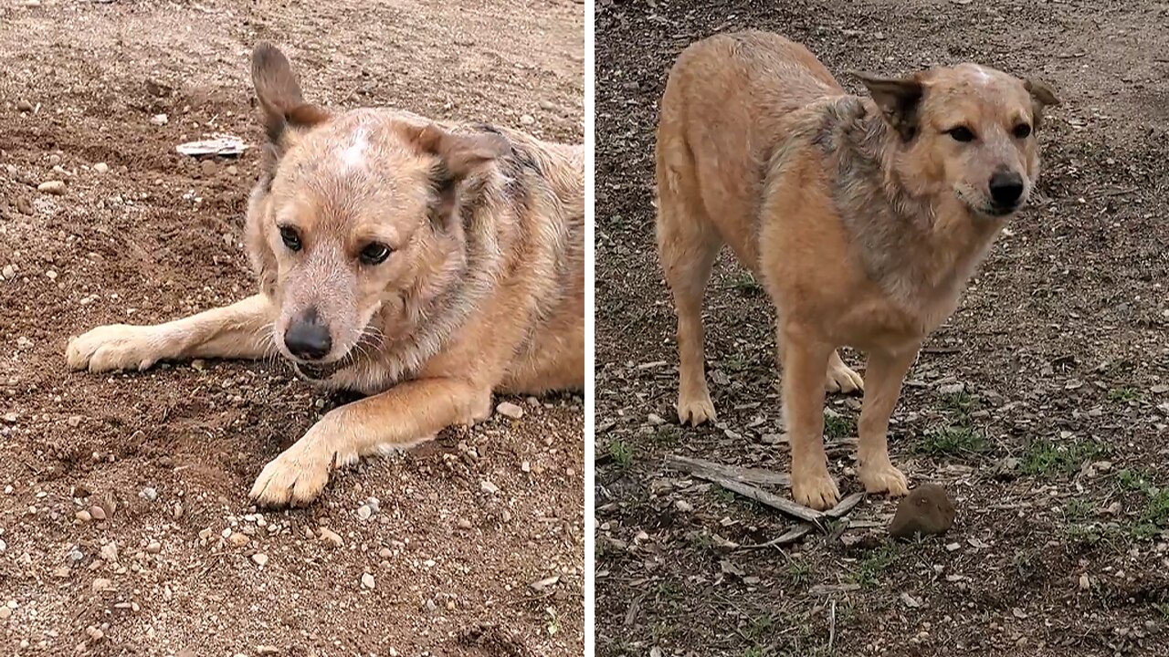 Farm dog gently picks up rocks and moves them around the yard