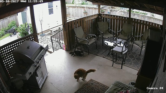 Security footage captures cats hilarious behavior