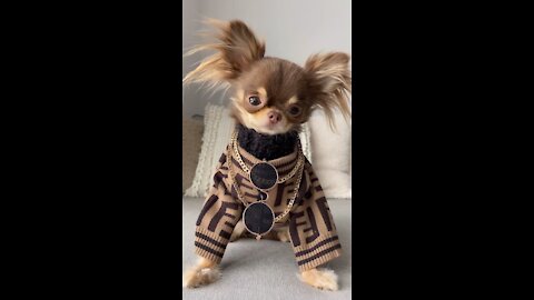 Funny puppy video winter fashion look nyc
