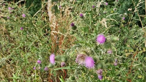 2 minutes of calm relaxation watching a bumble bee flitter around purple thistles while birds sing.