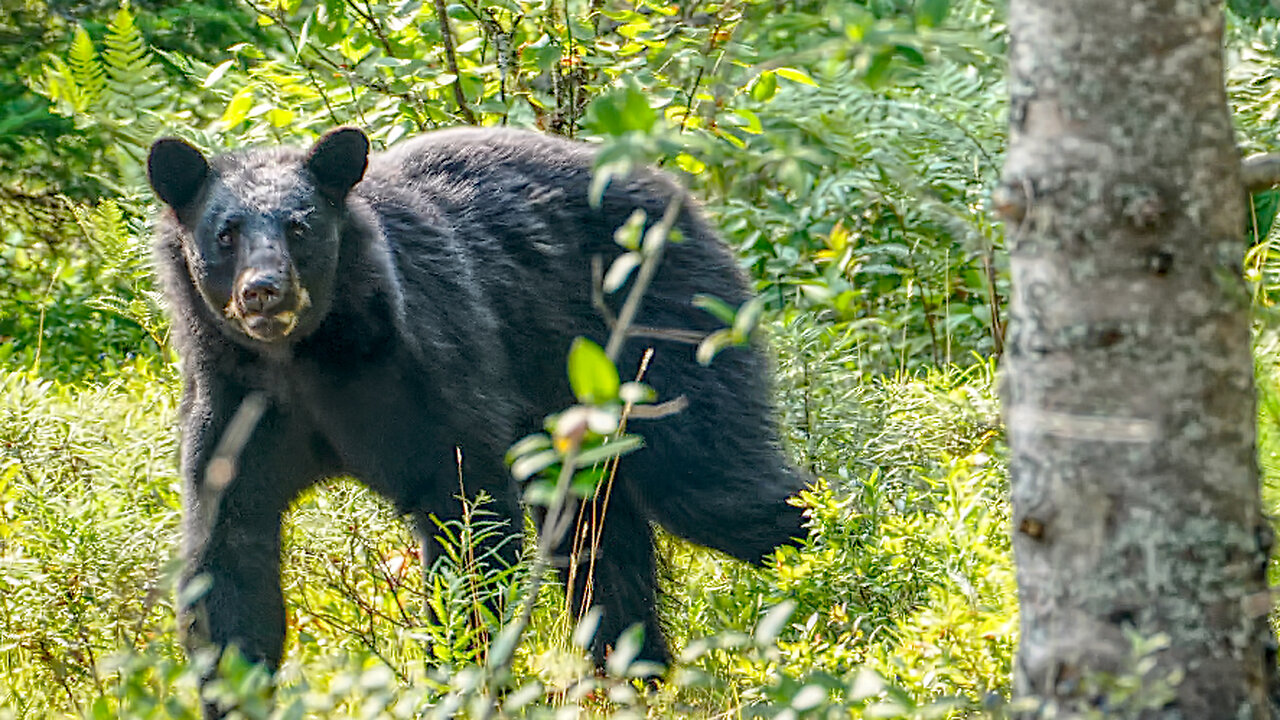 A Bumper Blueberry Crop Brings in the Bears!