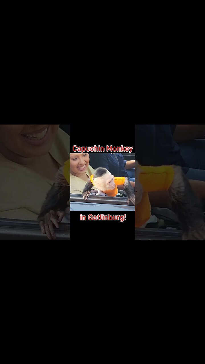 Capuchin Monkey in Gatlinburg
