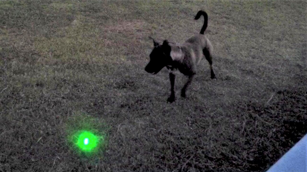 Speedy dog shows that lasers arent just fun for cats