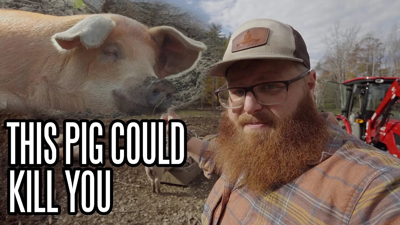 Why Pigs Are The Most Dangerous Animal