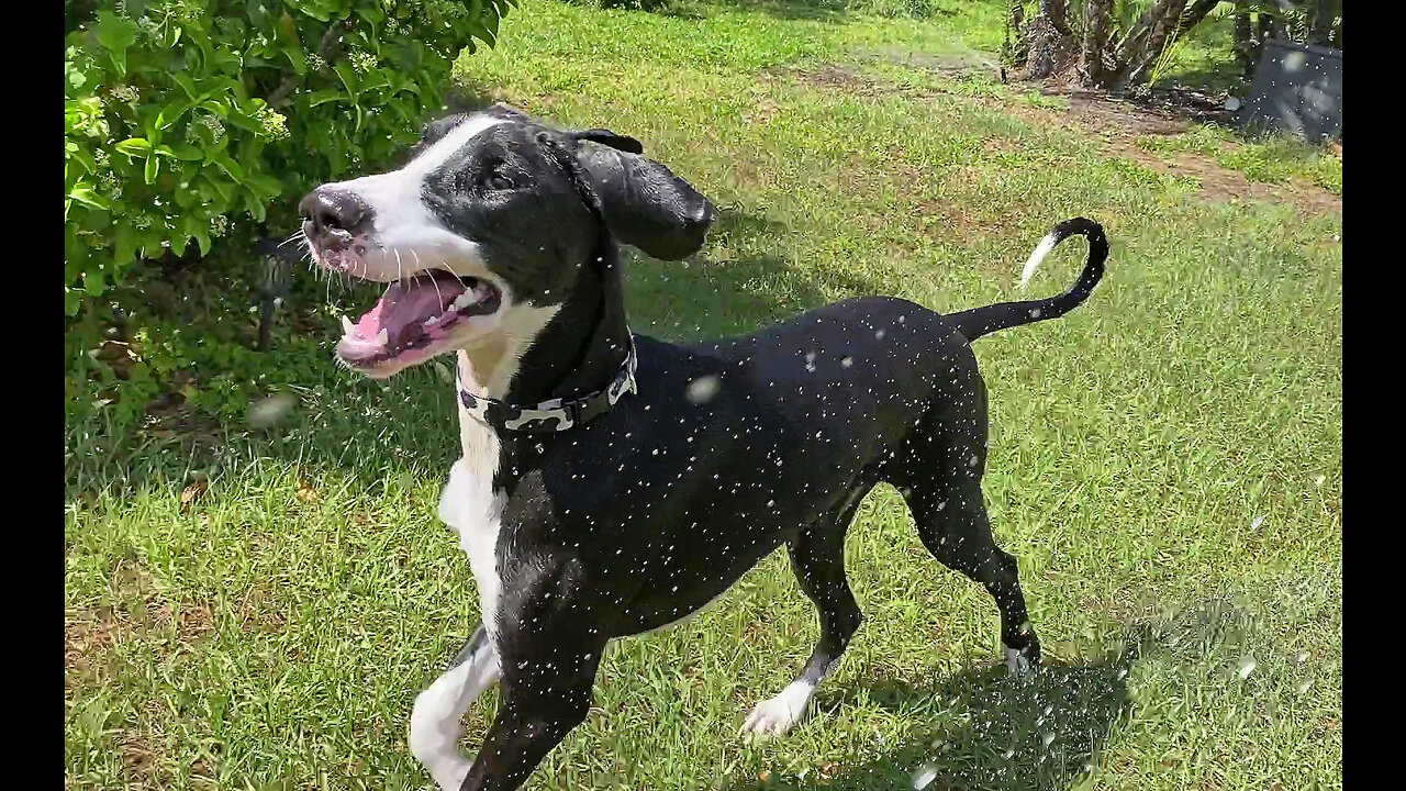 Joyful Puppys First Ever Run Through The Sprinklers