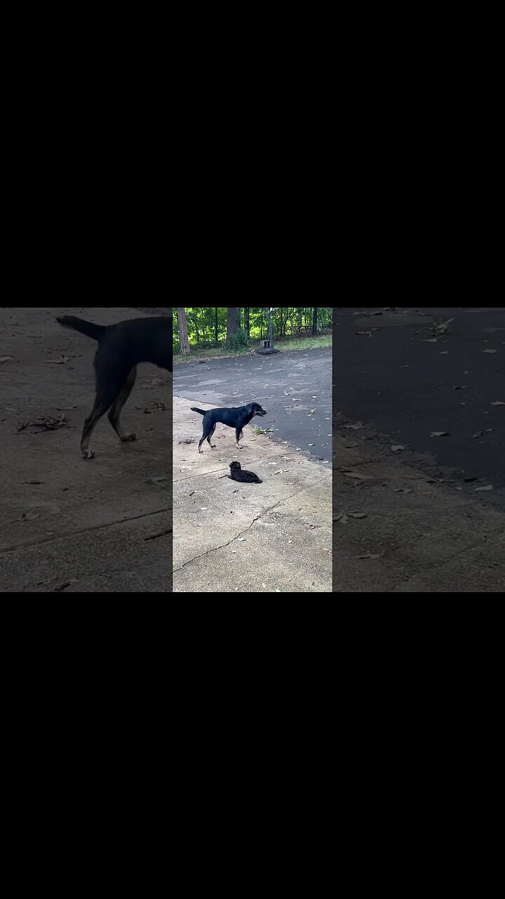 The new puppy meets the outside dog for the first time. Old dog is not a fan!￼