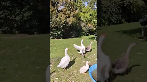 #chickens #freerange #treats #countrylife #FarmToTable #simplelife #homestead #homesteading