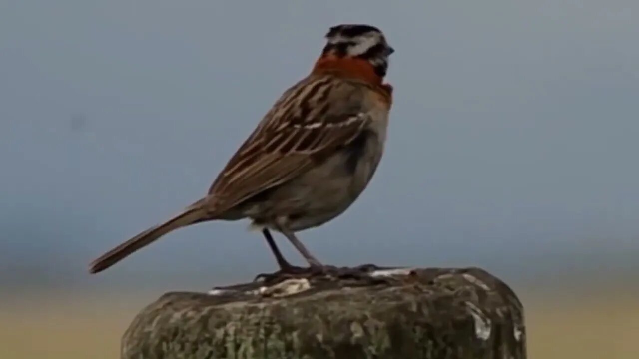 tico tico canto cemitério o melhor para encarte