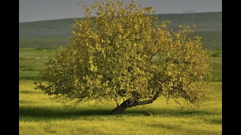 Mustard Seed Faith - The Gardener