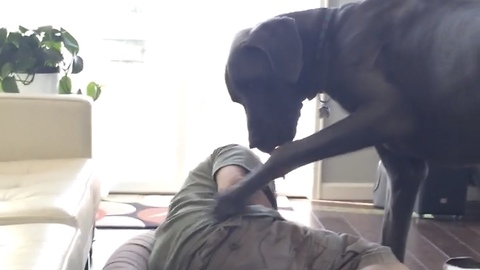 Grumpy Great Dane Doesn't Let His Owner Sleep In The Dog Bed