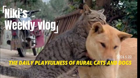 The daily playfulness of rural cats and dogs