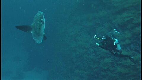 Mola Mola are one of the most bizarre looking fish in the ocean