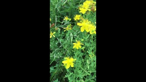 St John's Wort Picking Your Medicine