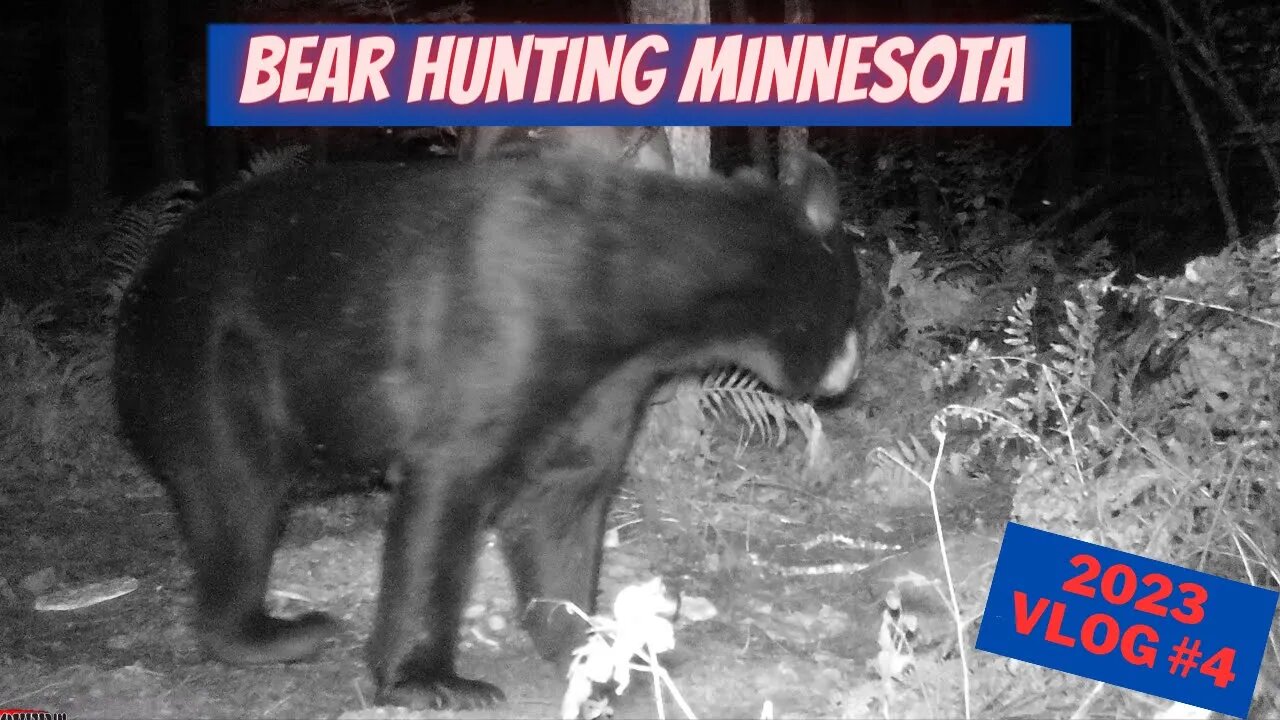 2023 Minnesota Bear Hunting VLOG 4 | Its going bonkerz!