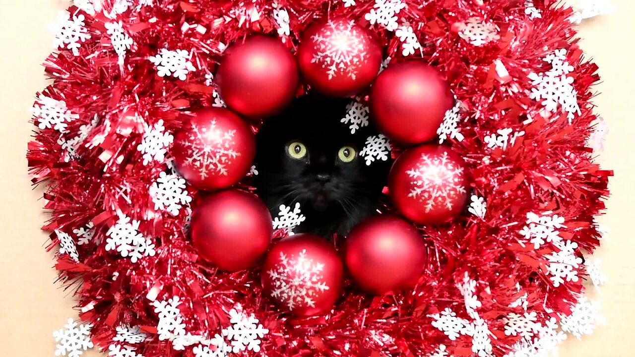 How to make the perfect pet holiday card