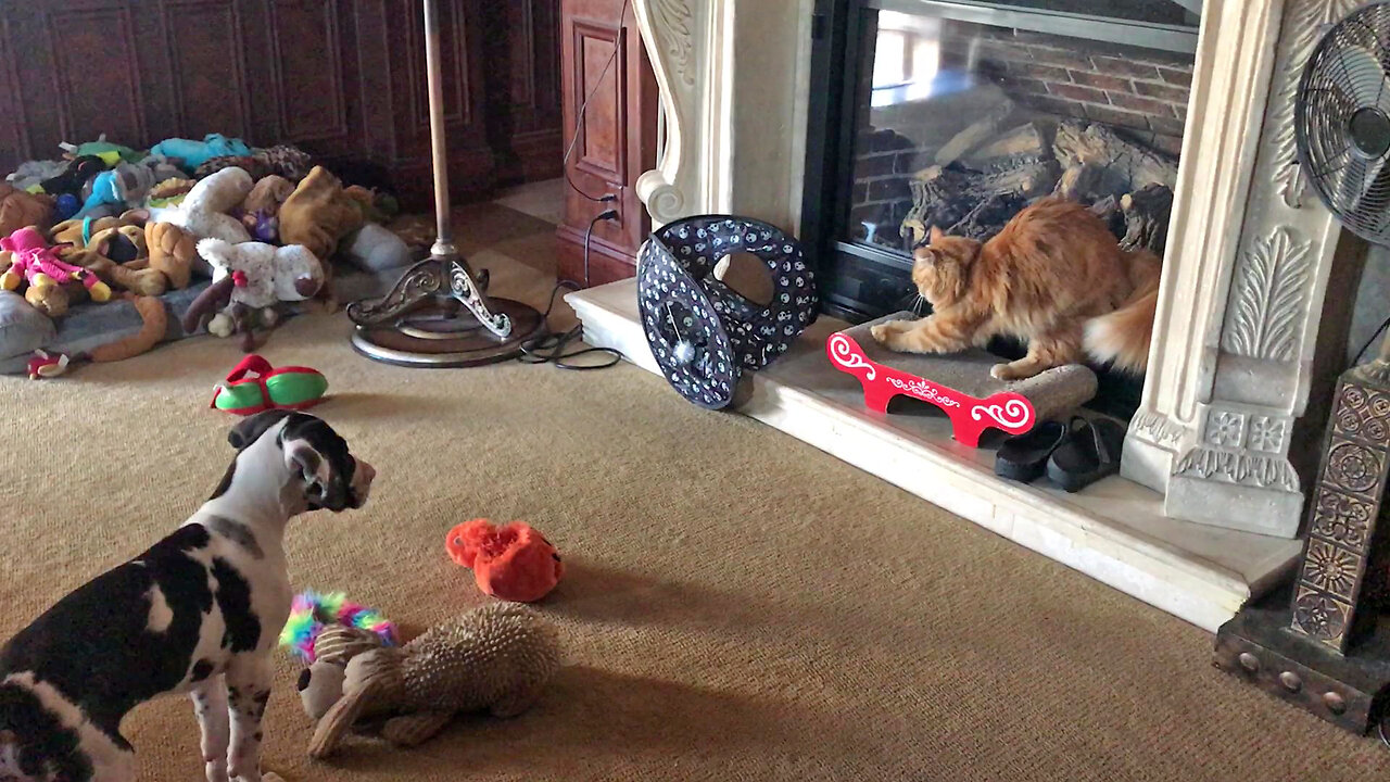 Funny Great Dane Puppy Respects Cats Personal Scratching Space