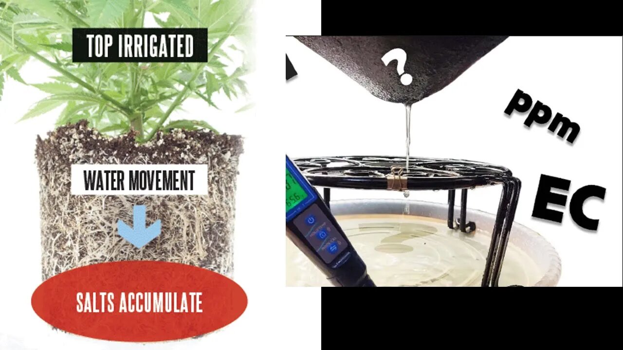 Runoff EC vs Media EC - Last Day of Veg - Kelp Foliar Side by Side