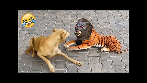 Try Not to Laugh at These Funny Animals Videos! (Ultimate)| Pets Island