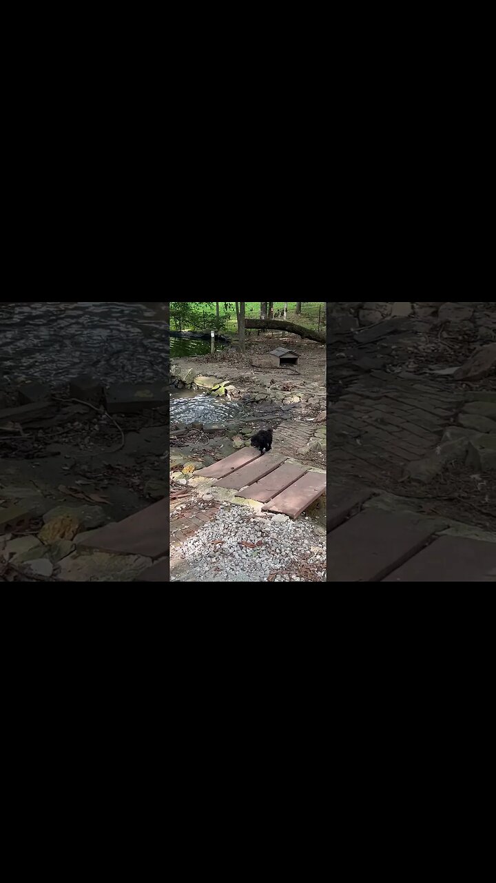 My crazy puppy chasing ducks, and immediately regretting her decision ￼