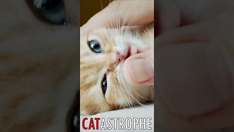😼 #CATASTROPHE - Biting and Licking: A Kitten's Language of Love 🐈