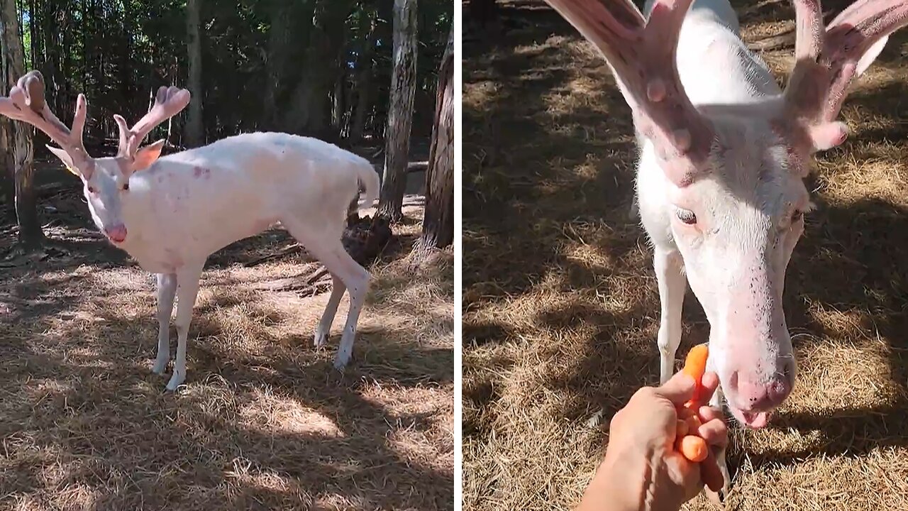Albino whitetail deer loves being hand fed with carrots