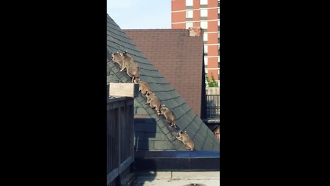 Mother Raccoon Leads Her Five Babies Across Rooftop