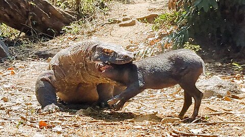 Komodo Slurp The Hog Alive 💥