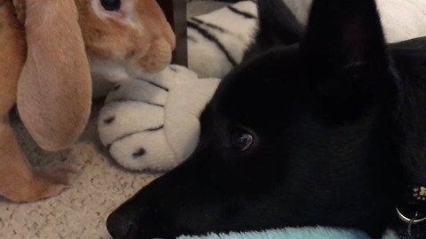 Puppy And A Bunny Rabbit Adorably Relax Together