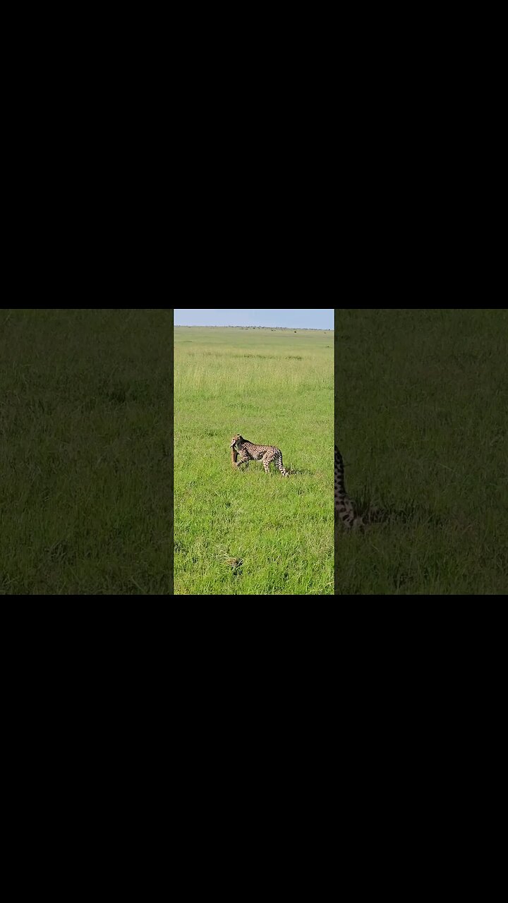 #Wildlife Sightings Today 09/12/23 | Lalashe Maasai Mara | #shortsafrica #holidayswithshorts