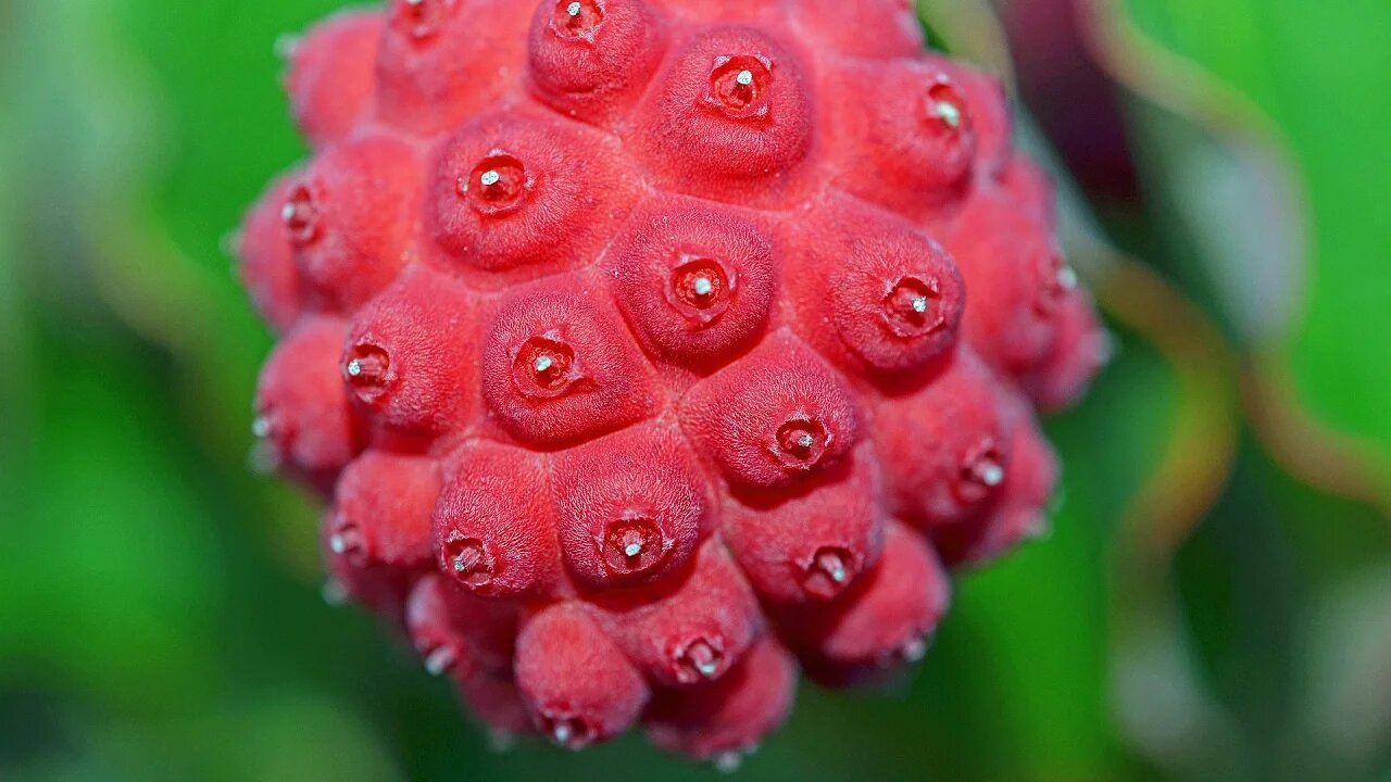Top 10 Berries Youve Never Heard Of