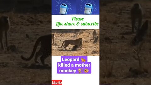 Leopard 🐆 killed a mother monkey 🐒🐵¥ #shorts #youtubeshorts