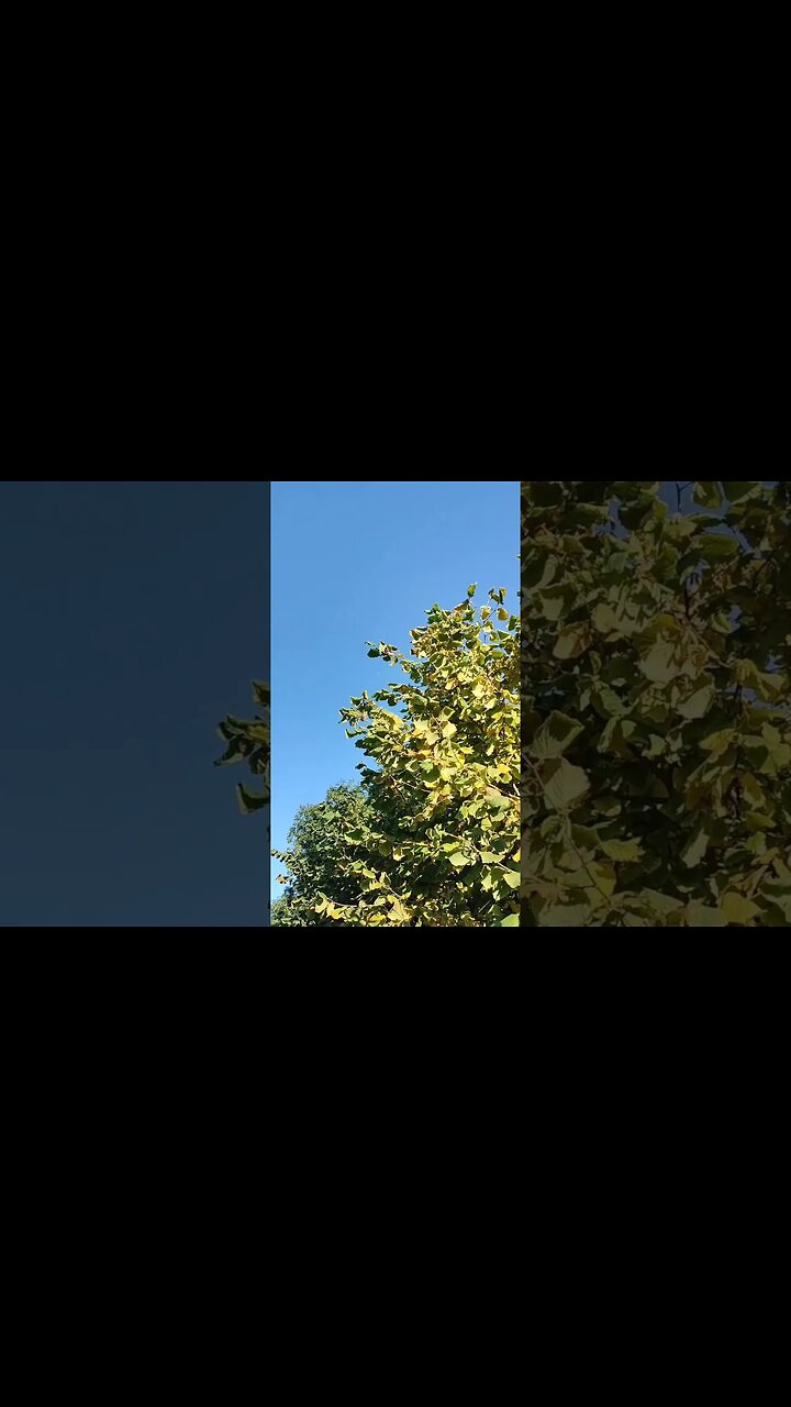 The Colours of Autumn 🍁🍂 #October2023 #Shorts