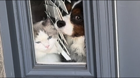 Curious Ragdoll and Cavalier are the cutest house watchers