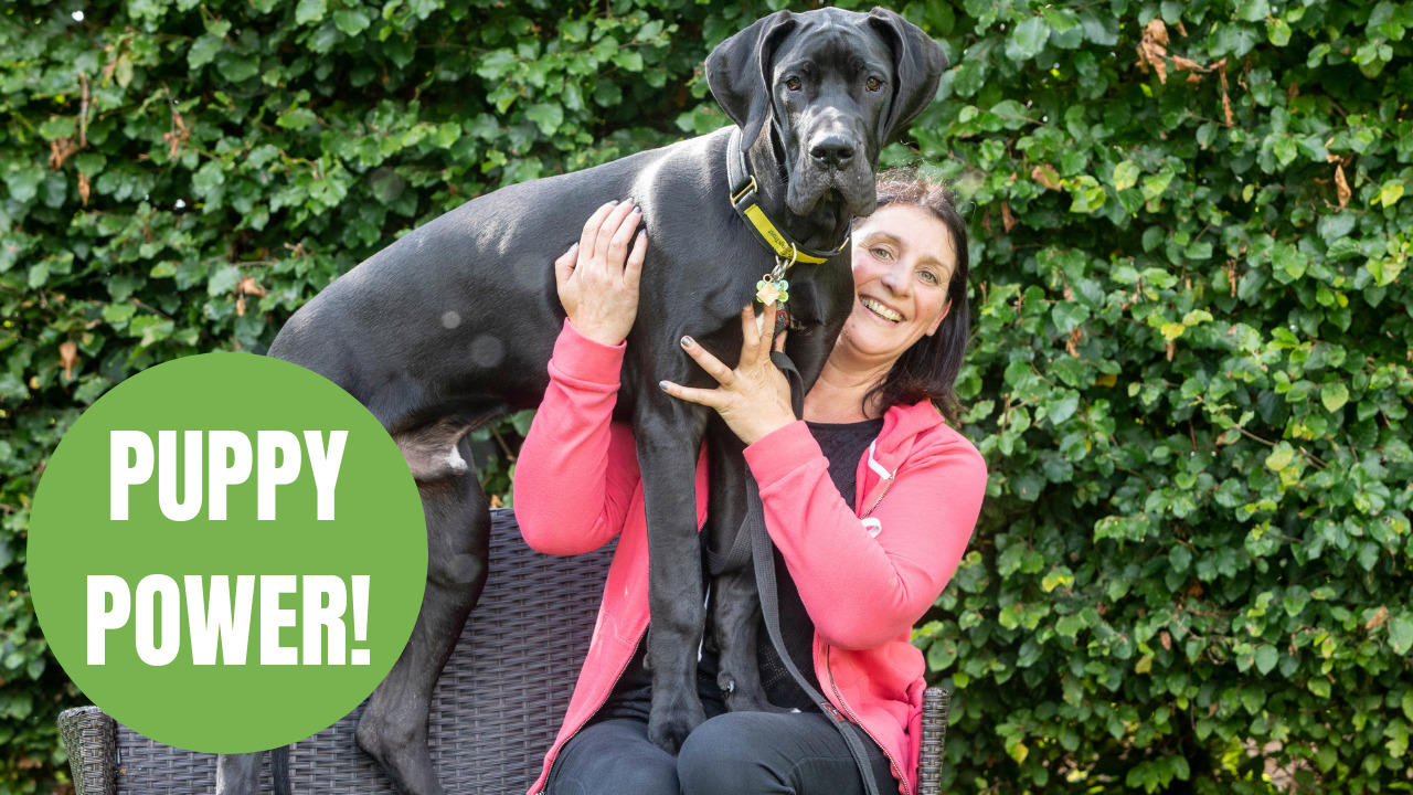A family has adopted Britains biggest PUPPY