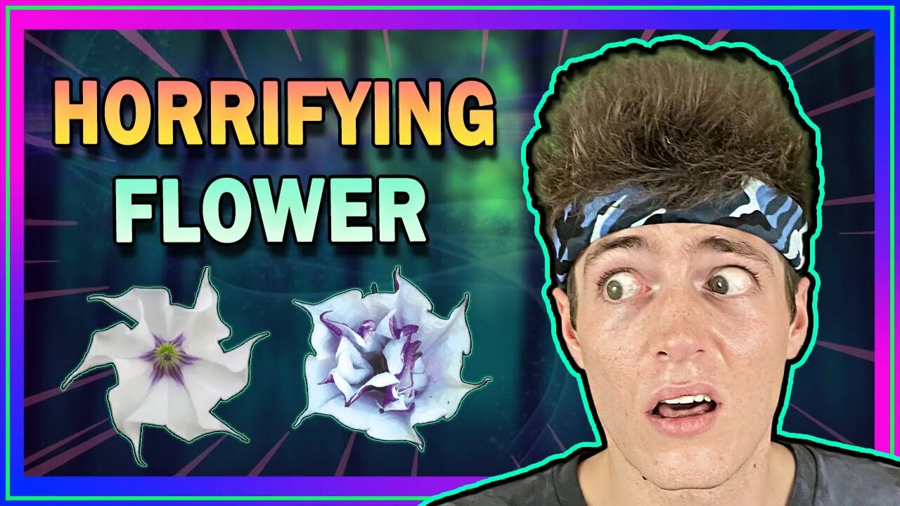 𝗗𝗔𝗧𝗨𝗥𝗔 – Hallucinogenic Flower With Deadly Potential... Worlds Scariest Drug?