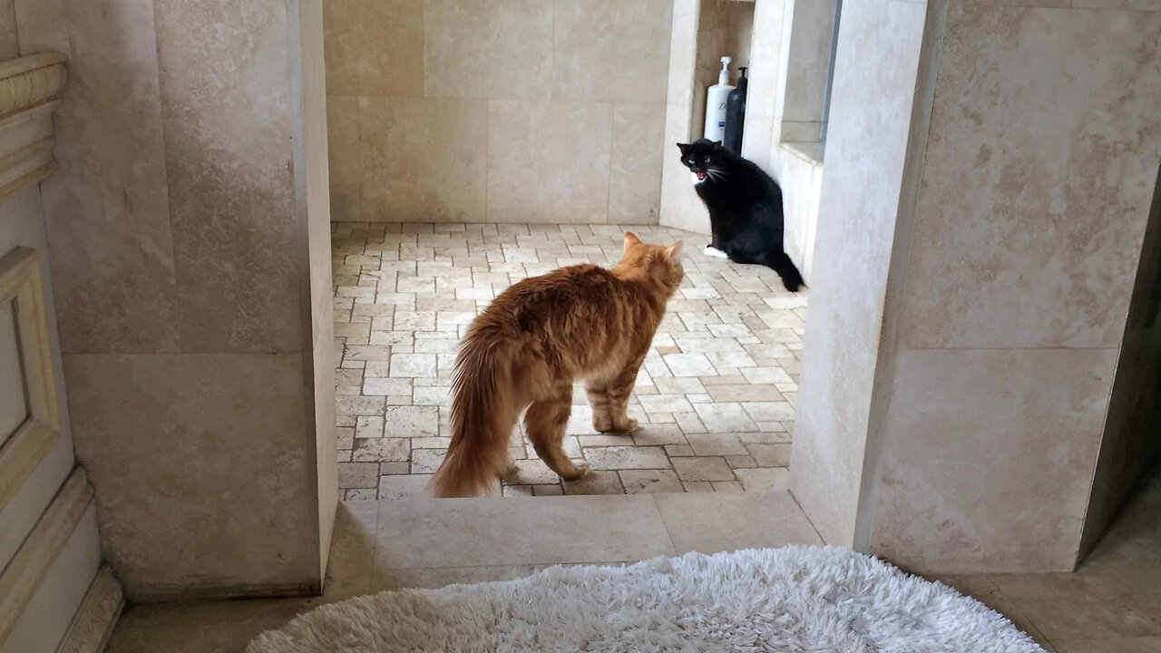 Funny growling cats showdown over tuxedos shower territory