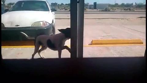Stray Dog Checks Himself Into Mexican Animal Clinic