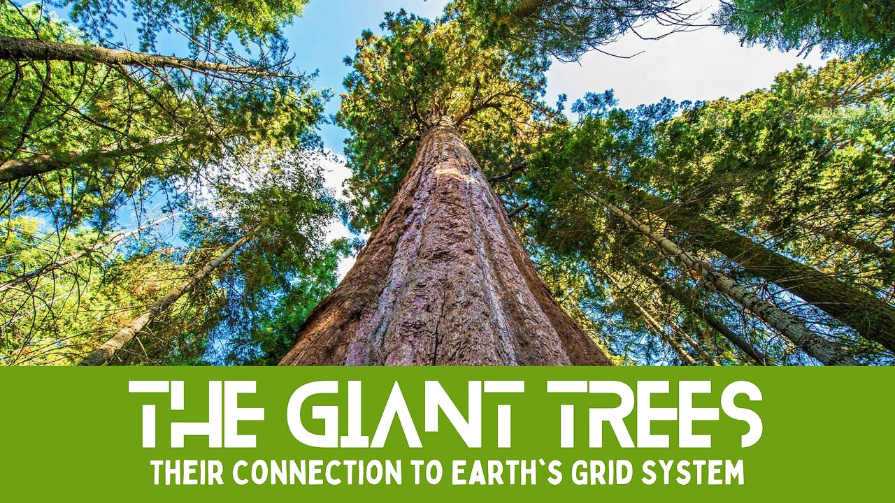 The Giant Trees and Their Unearthly Connection to Earths Grid System