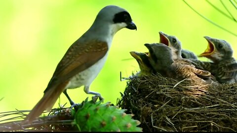 Savage Cuckoo Swallows Baby birds Alive in front of Mother | Cuckoo EatsUp Bulbul Babies
