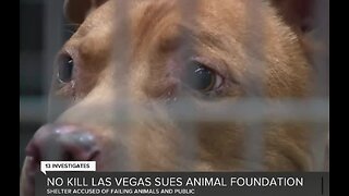Lawsuit accuses The Animal Foundation of failing animals and the public