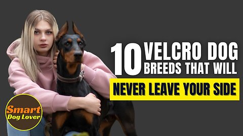 10 Velcro Dog Breeds That Will Never Leave Your Side| Dog Training Tips