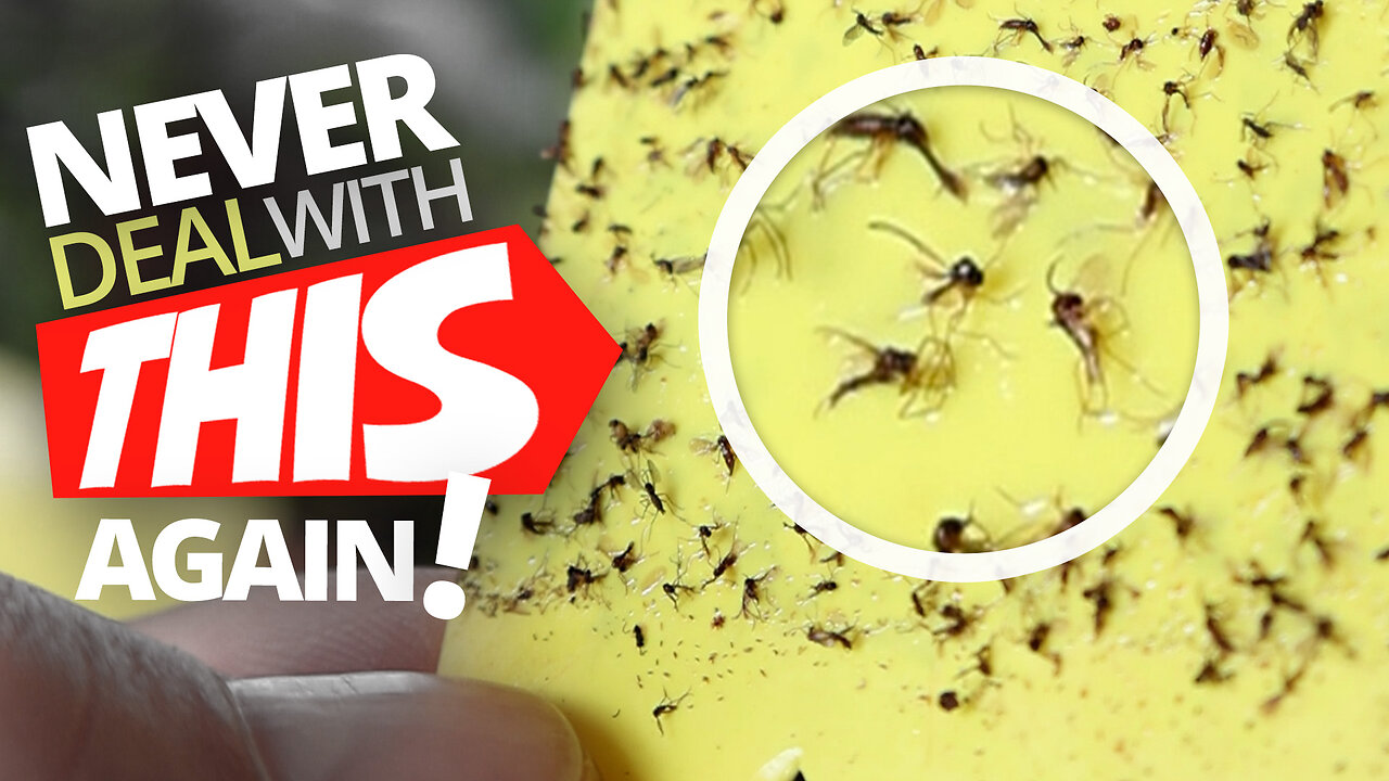 This Will Save Your Plants From This Dreaded Winter Pest! Fungus Gnat Control Beat Them For Good!