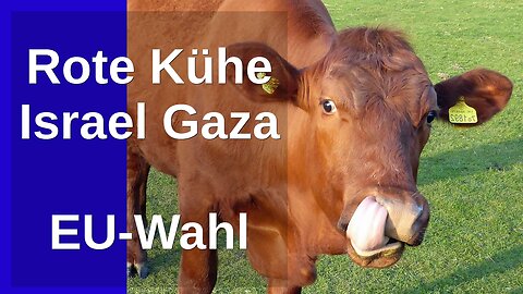 MeGGi - Rote Kühe - #Israel #Gaza - EU Wahl - Gewinnspiel