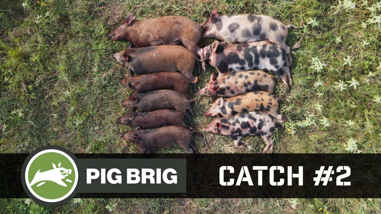 Pig Brig Feral Hog Trapping | 19 more Feral Hogs eradicated | Texas Jagd