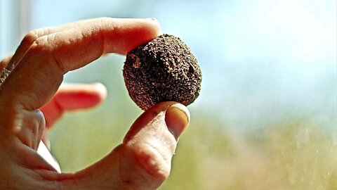 Seedballs - Great Solution to Deforestation - Regrowing Trees